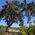 Oaks among the vines